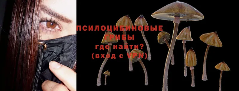 Псилоцибиновые грибы Psilocybine cubensis Гаврилов-Ям